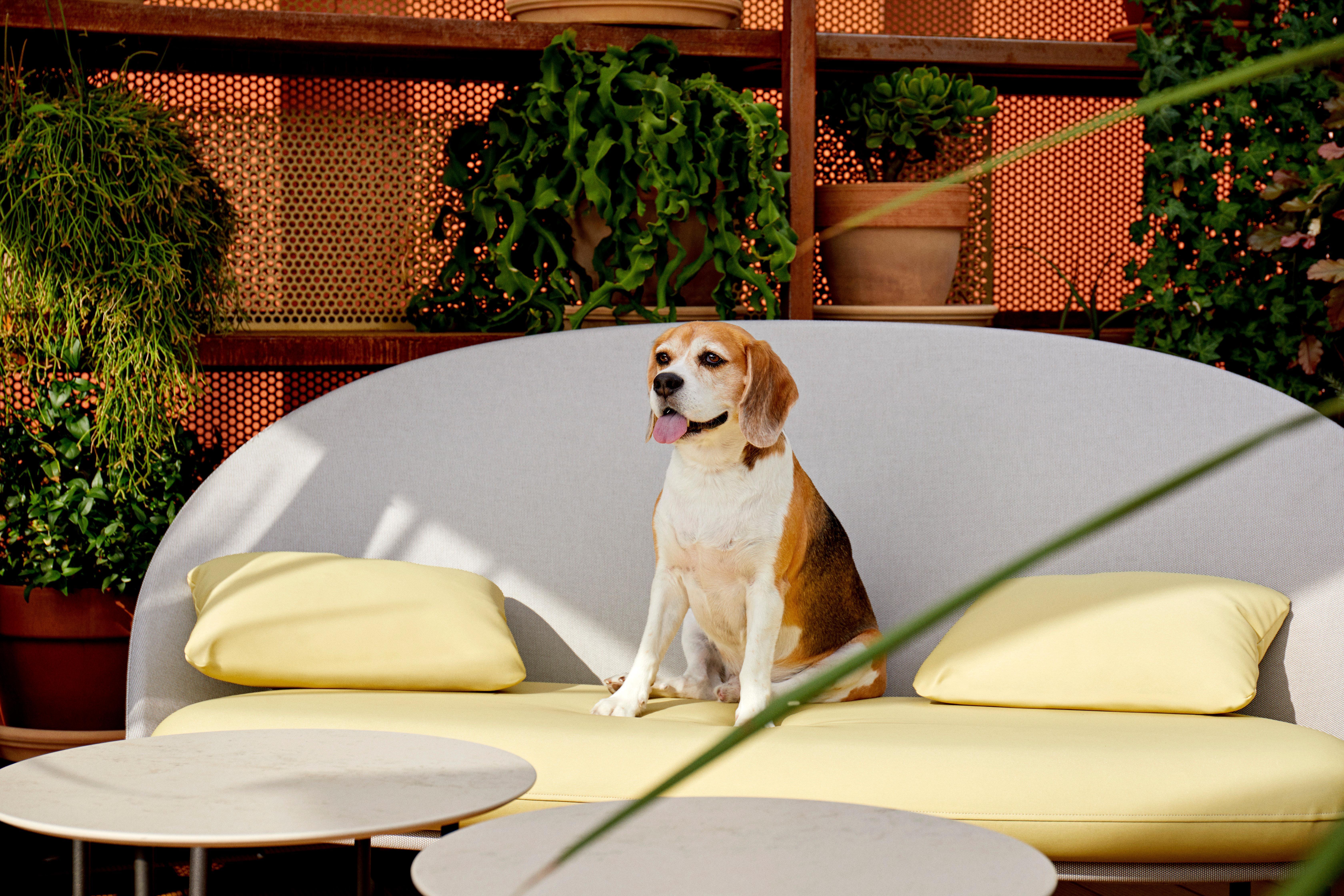 Kimpton Vividora Hotel By Ihg Barcelona Exterior foto A beagle